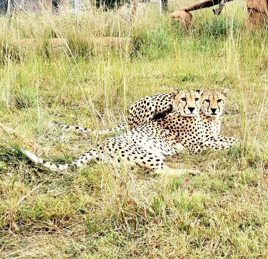 Pumbaa Wildlife Park & Accommodation Mbombela Exterior foto